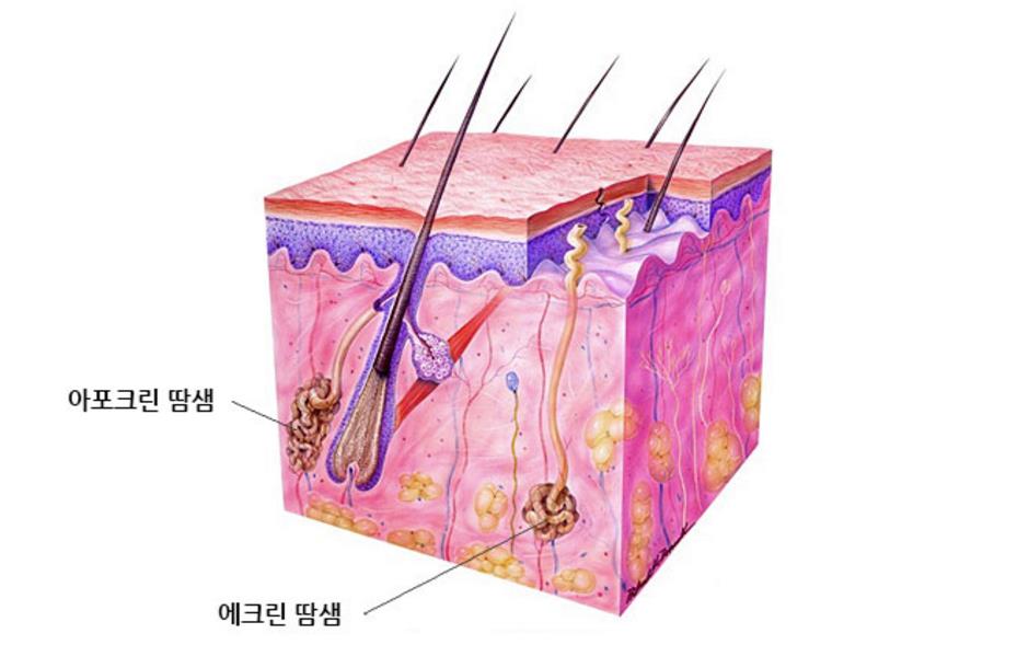 에포크린땀샘